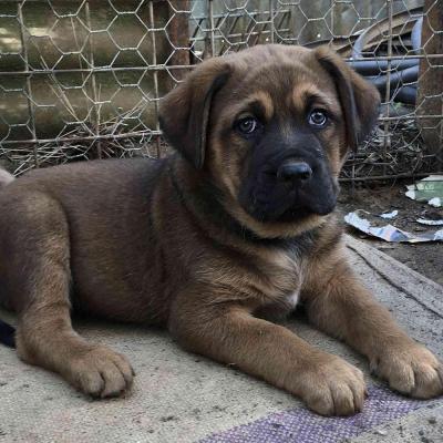 Puppies from current and previous litters at Australia's Best Bodyguards