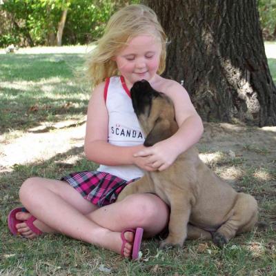 Puppies from current and previous litters at Australia's Best Bodyguards