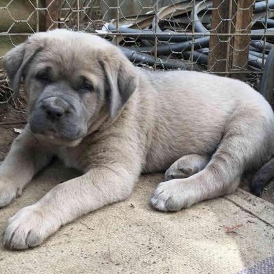 Puppies from current and previous litters at Australia's Best Bodyguards