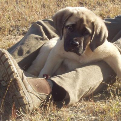 Puppies from current and previous litters at Australia's Best Bodyguards