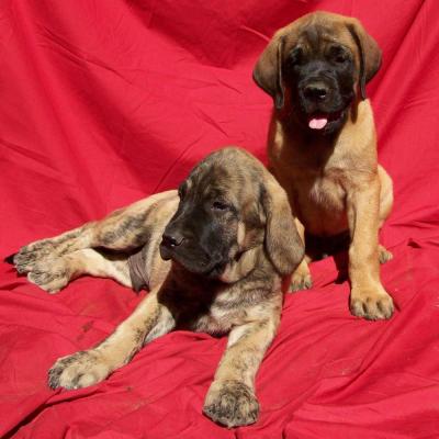 Puppies from current and previous litters at Australia's Best Bodyguards