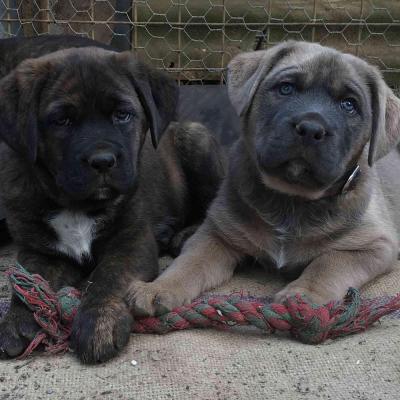 Puppies from current and previous litters at Australia's Best Bodyguards