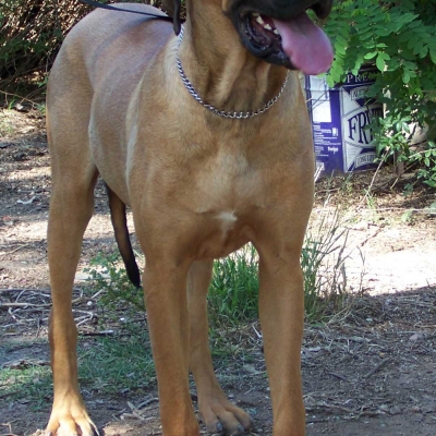 Adult Dogs at Australia's Best Bodyguards