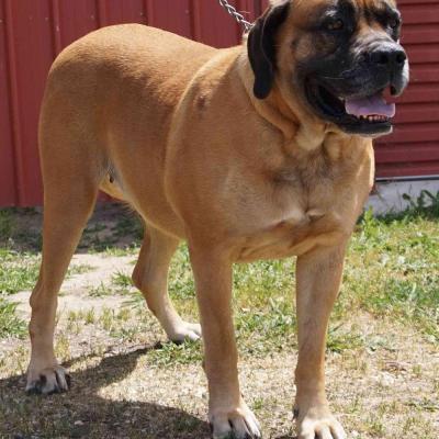 Adult Dogs at Australia's Best Bodyguards