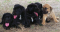 Pups from current and previous litters