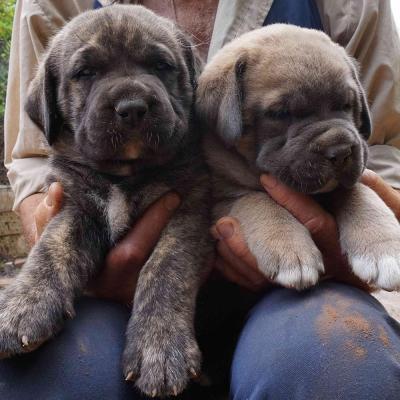 Boy pups born on 24-10-2017 - Mother Chevelle & Father Tonto