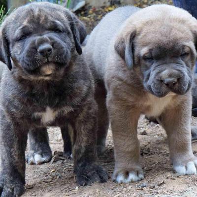 Boy pups born on 24-10-2017 - Mother Chevelle & Father Tonto