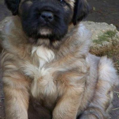Puppies from current and previous litters at Australia's Best Bodyguards