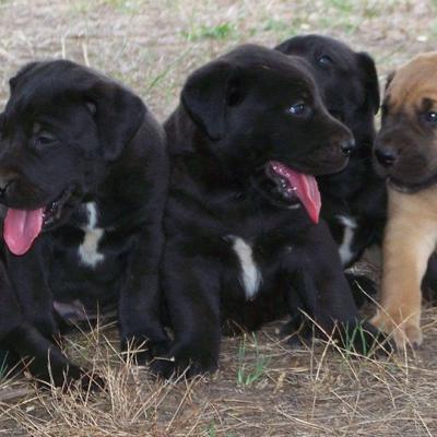 Puppies from current and previous litters at Australia's Best Bodyguards