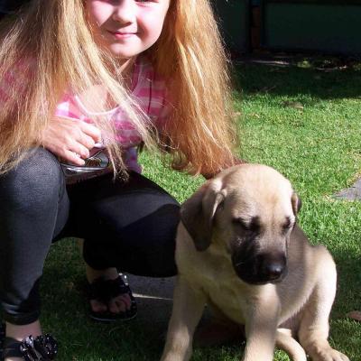 Puppies from current and previous litters at Australia's Best Bodyguards
