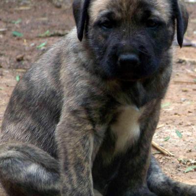 Puppies from current and previous litters at Australia's Best Bodyguards