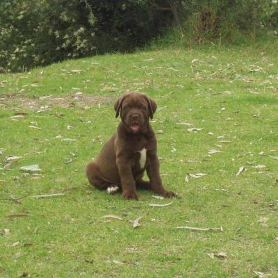 Puppies from current and previous litters at Australia's Best Bodyguards