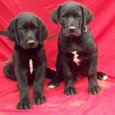 Puppies from current and previous litters at Australia's Best Bodyguards