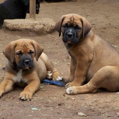 Puppies from current and previous litters at Australia's Best Bodyguards