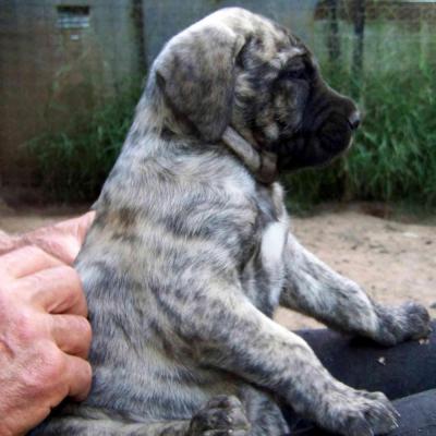 Puppies from current and previous litters at Australia's Best Bodyguards