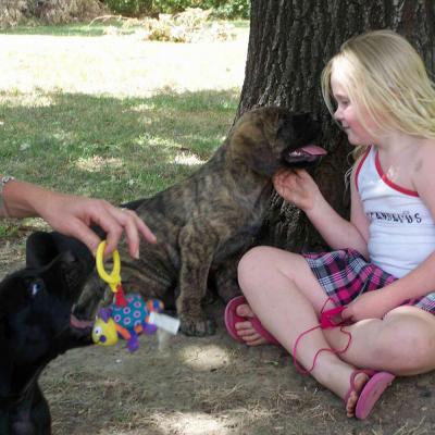 Puppies from current and previous litters at Australia's Best Bodyguards