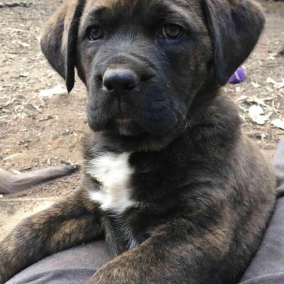 Puppies from current and previous litters at Australia's Best Bodyguards