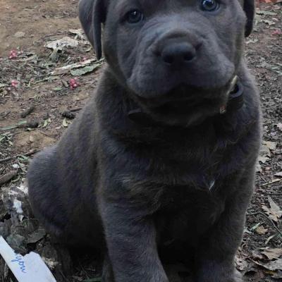 Puppies from current and previous litters at Australia's Best Bodyguards