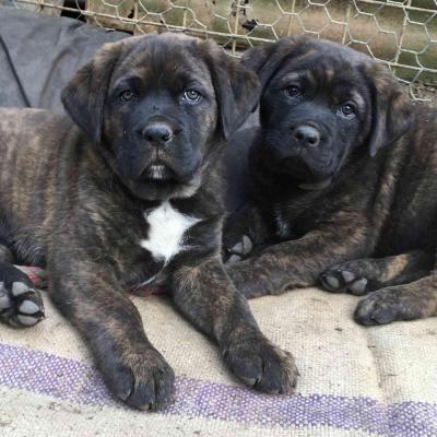 Puppies from current and previous litters at Australia's Best Bodyguards