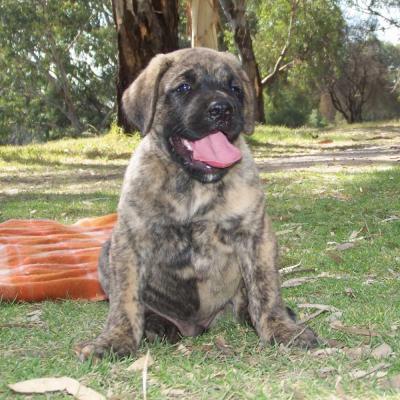 Puppies from current and previous litters at Australia's Best Bodyguards