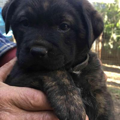 Puppies from current and previous litters at Australia's Best Bodyguards