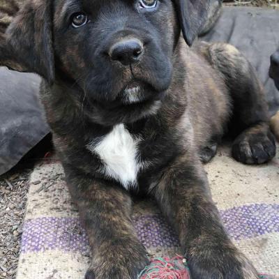 Puppies from current and previous litters at Australia's Best Bodyguards