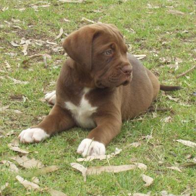 Puppies from current and previous litters at Australia's Best Bodyguards