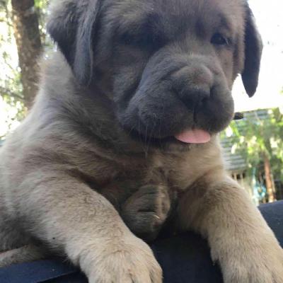 Puppies from current and previous litters at Australia's Best Bodyguards