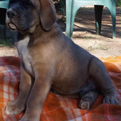 Puppies from current and previous litters at Australia's Best Bodyguards