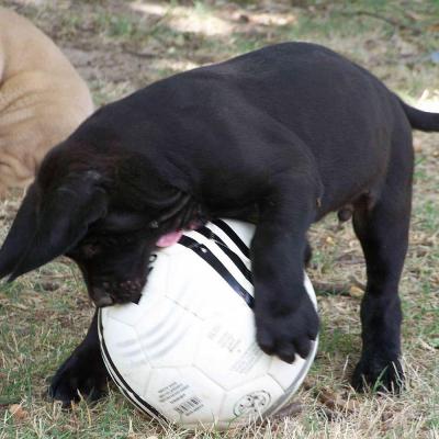 Puppies from current and previous litters at Australia's Best Bodyguards