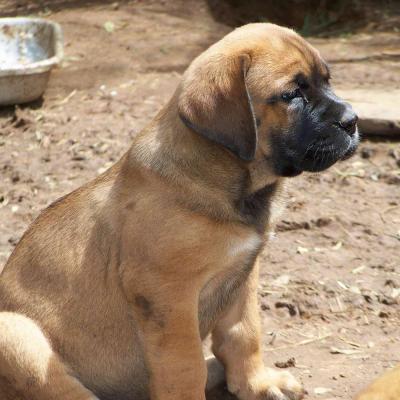 Puppies from current and previous litters at Australia's Best Bodyguards