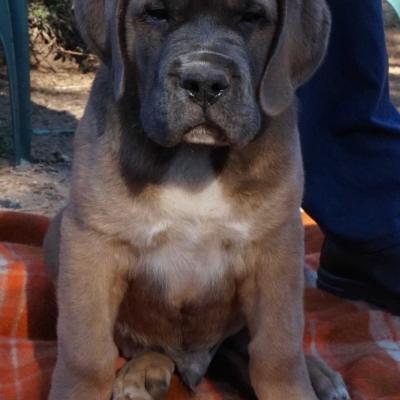 Puppies from current and previous litters at Australia's Best Bodyguards