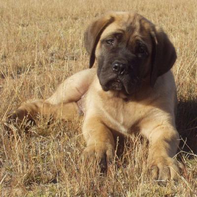Puppies from current and previous litters at Australia's Best Bodyguards
