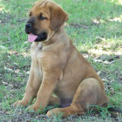 Puppies from current and previous litters at Australia's Best Bodyguards