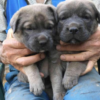 Puppies from current and previous litters at Australia's Best Bodyguards