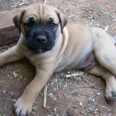 Puppies from current and previous litters at Australia's Best Bodyguards