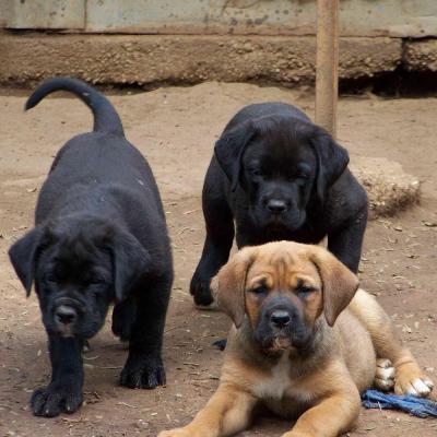 Puppies from current and previous litters at Australia's Best Bodyguards