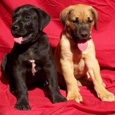 Puppies from current and previous litters at Australia's Best Bodyguards