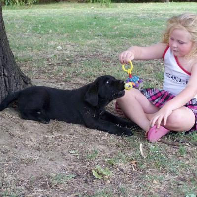 Puppies from current and previous litters at Australia's Best Bodyguards