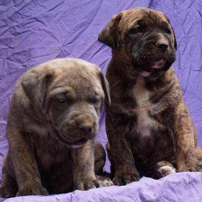 Pups born on 24-10-2017