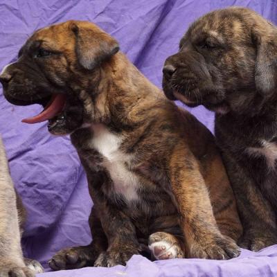 Pups born on 24-10-2017