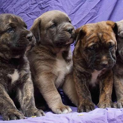 Pups born on 24-10-2017 - Mother Chevelle & Father Tonto