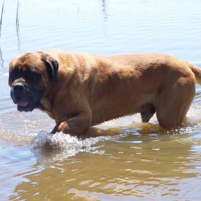 Adult Dogs at Australia's Best Bodyguards