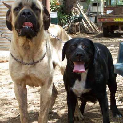 Adult Dogs at Australia's Best Bodyguards