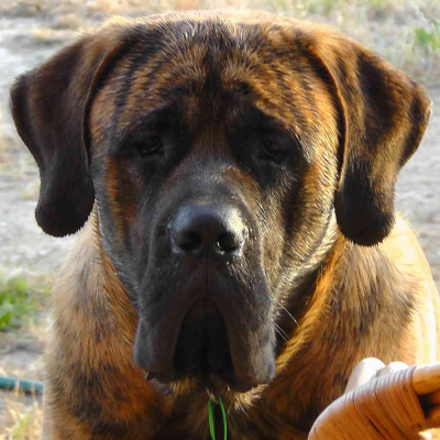 Adult Dogs at Australia's Best Bodyguards