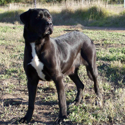 Adult Dogs at Australia's Best Bodyguards