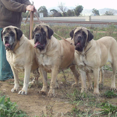 Adult Dogs at Australia's Best Bodyguards