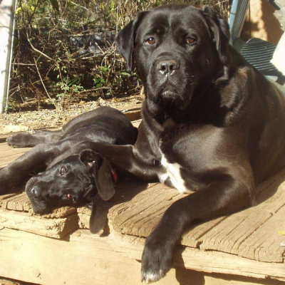 Adult Dogs at Australia's Best Bodyguards