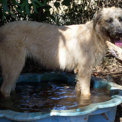 Adult Dogs at Australia's Best Bodyguards