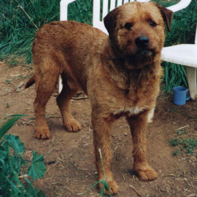 Adult Dogs at Australia's Best Bodyguards